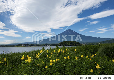 月見草と富士山 13318646