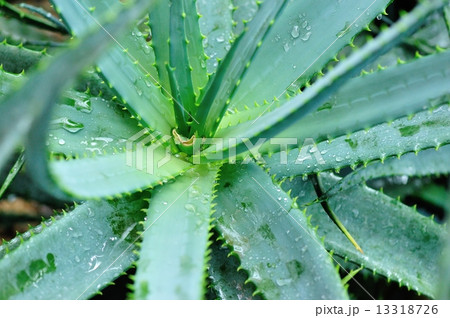 aloe plant grow at garden aloe plant grow at garden 13318726