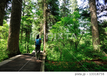 woman tourist hiking in jiuzhaigou national park,china  13318756