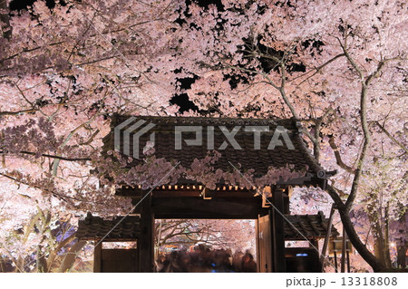 高遠城址夜桜 13318808