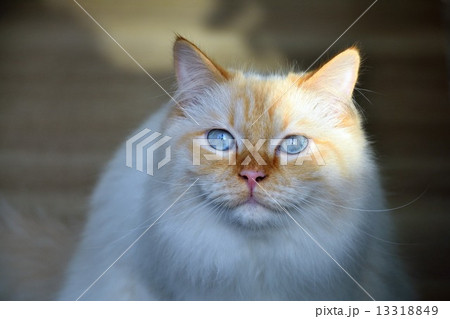 青い目の猫　顔面アップ 13318849