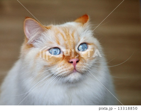青い目の猫　顔面アップ 13318850