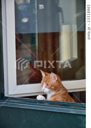緑のドアからのぞいている猫 ヨーロッパの町並みの写真素材