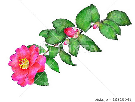 山茶花のイラスト素材