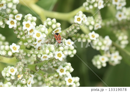 自然 生き物 植物 モンパノキの花とヒメマダラナガカメムシ、石垣島の海岸で見つけました② 自然 生き物 植物 モンパノキの花とヒメマダラナガカメムシ、石垣島の海岸で見つけました② 13319078