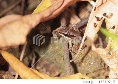 生き物　両生類　ヤエヤマハラブチガエル、学名は『琴を弾くカエル』の意。美しい声でなく八重山の特産種 13319217