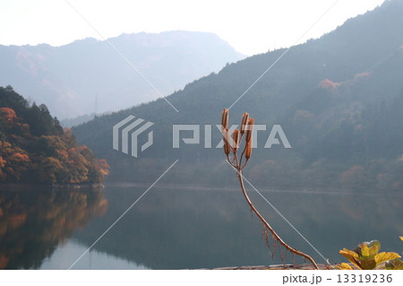 鉄砲ユリと金砂湖 13319236