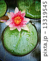 Double exposure of floral objects 13319545