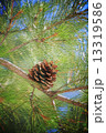 Double exposure of floral objects 13319586