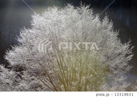 雪山　霧氷 13319631