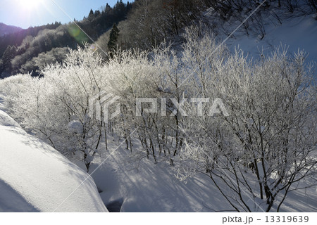 雪山　霧氷 13319639