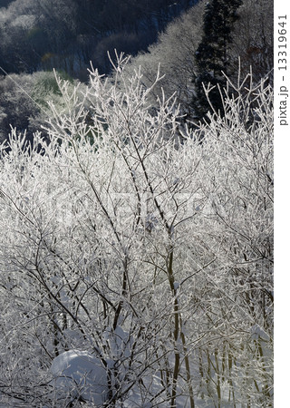 雪山　霧氷 13319641