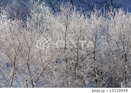 雪山　霧氷 13319649