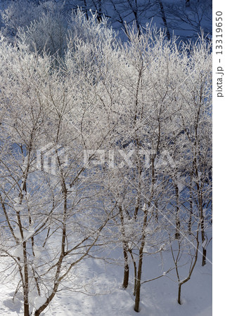 雪山　霧氷 13319650