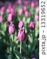 Double exposure of floral objects 13319652