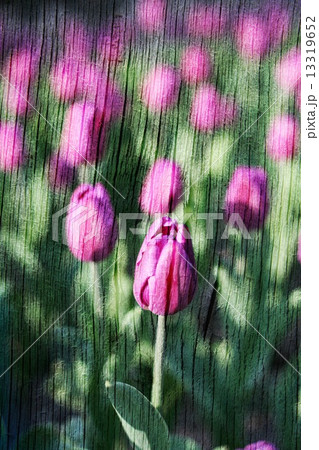 Double exposure of floral objects Double exposure of floral objects 13319652