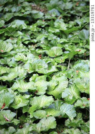 わさびの葉 13319761
