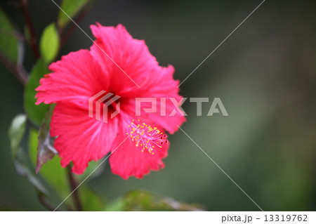 ハイビスカス 13319762