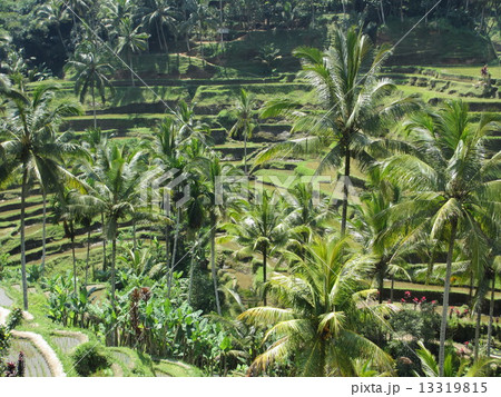 バリ島の棚田 13319815