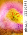 Double exposure of floral objects 13319865