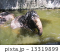 バリ島の動物園 13319899