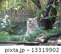 バリ島の動物園 13319902