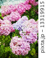 Double exposure of floral objects 13319915