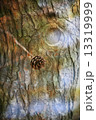 Double exposure of floral objects 13319999