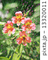 Double exposure of floral objects 13320011