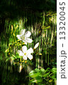 Double exposure of floral objects 13320045