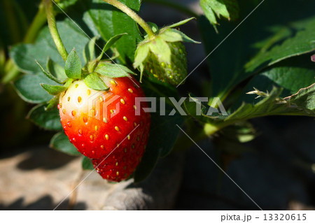 Fresh strawberries, Strawberries in a basket in the garden, Healthy fruit Fresh strawberries, Strawberries in a basket in the garden, Healthy fruit 13320615