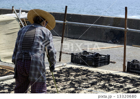 海草を干す女性 13320680