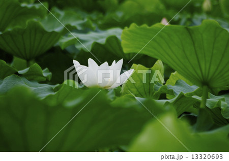 清楚に咲くレンコン畑の純白のハスの花 清楚に咲くレンコン畑の純白のハスの花 13320693