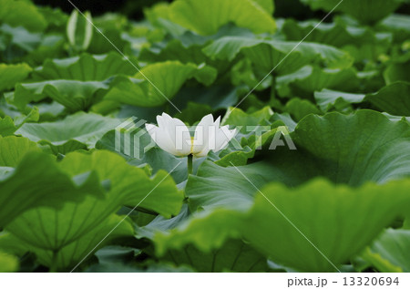清楚に咲くレンコン畑の純白のハスの花 清楚に咲くレンコン畑の純白のハスの花 13320694