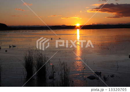 伊豆沼 伊豆沼 13320705