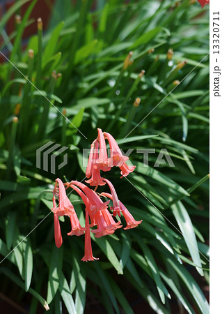 キルタンサス 花言葉は 恥ずかしがり屋 の写真素材