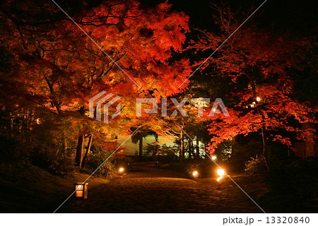 好古園紅葉会 好古園紅葉会 13320840