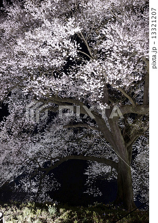 夜のわに塚の桜 13321207