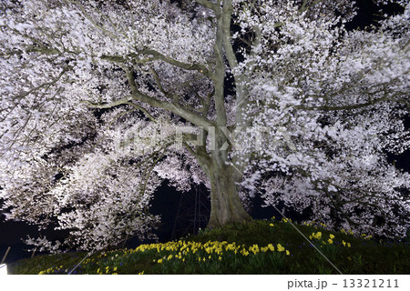夜のわに塚の桜 13321211