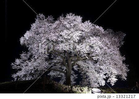 夜のわに塚の桜 13321217