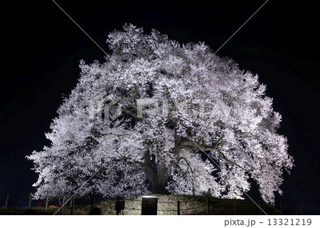 夜のわに塚の桜 13321219