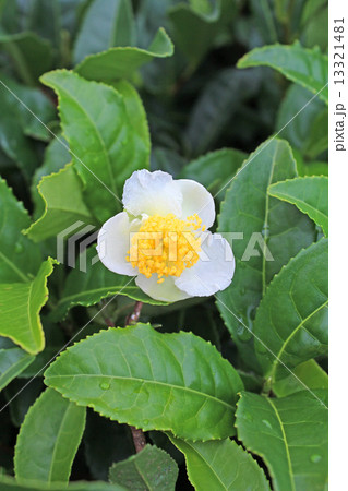 茶花 13321481