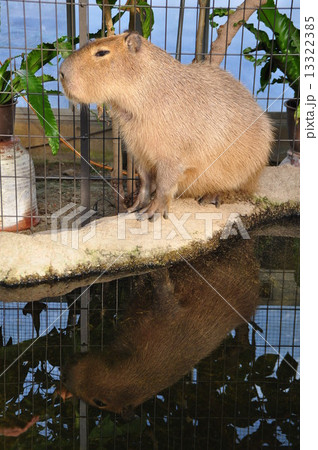 カピバラ 13322385