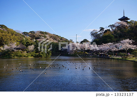 三渓園　桜　外苑  ・ 大池  ・ 旧燈明寺三重塔　（重要文化財） 神奈川県 横浜市 中区 本牧 13323137