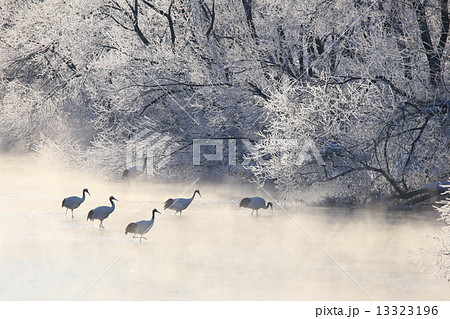 冬のタンチョウ 13323196
