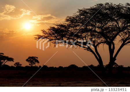 African sunset with tree in front African sunset with tree in front 13323451