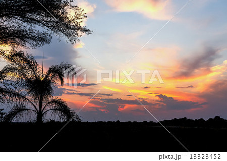 African sunset with tree in front 13323452
