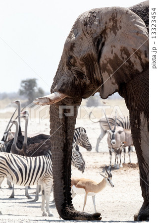 African elephants drinking at a muddy waterhole with other animals 13323454