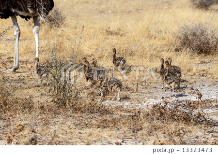 Family of Ostrich with chickens, Struthio camelus, in Namibia 13323473