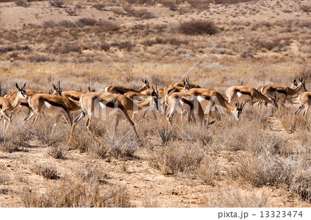 herd of springbok 13323474